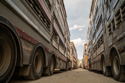 Transporty se zvířaty na odpočívadle v Turecku - Nevinné oběti